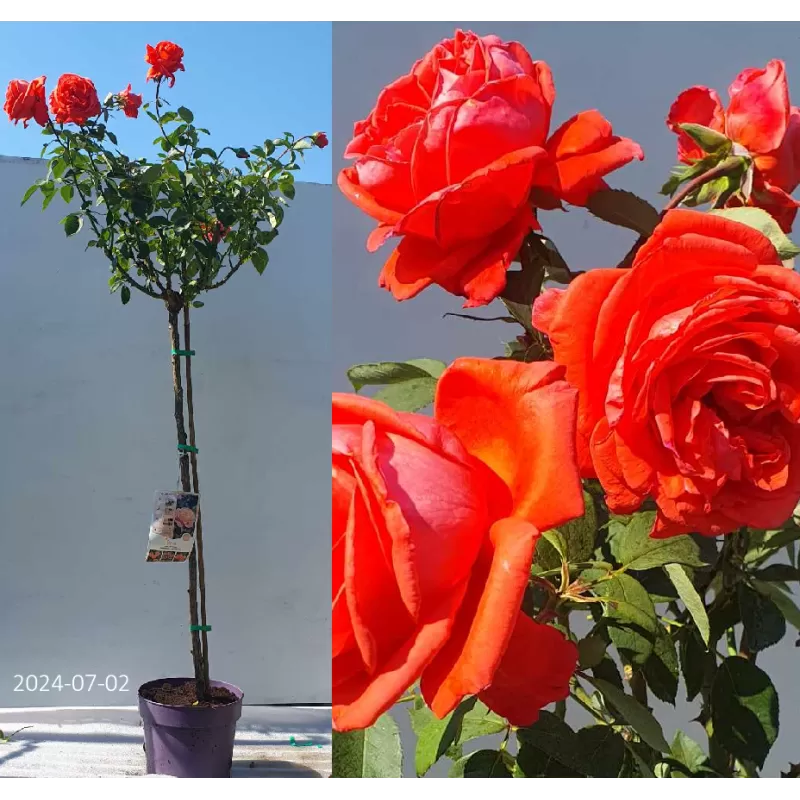 Rosa ORANGE stem110CM