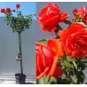 Rosa ORANGE stem110CM