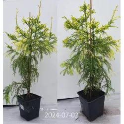 Cryptomeria japonica SEKKAN