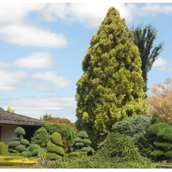 Cryptomeria japonica SEKKAN