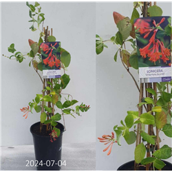 Brauno sausmedis - Lonicera brownii DROPMORE SCARLET