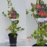 Lonicera brownii DROPMORE SCARLET