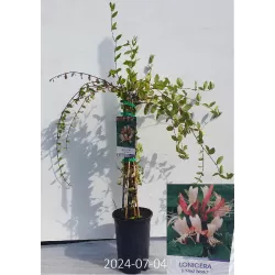 Lonicera japonica RED WORLD