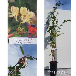 Honeyberry - Lonicera peric. BELGICA SELECT