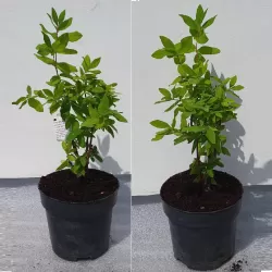 Honeyberry - Lonicera caerulea kamtschatica LENINGRADSKIJ KULON