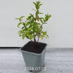 Valgomasis sausmedis - Lonicera caerulea BOREALIS