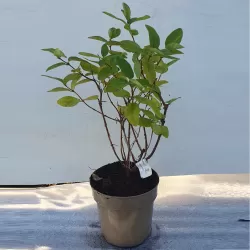 Medžiai ir krūmai internetu su pristatymu į namus visoje Lietuvoje