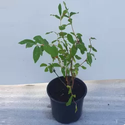 Medžiai ir krūmai internetu su pristatymu į namus visoje Lietuvoje