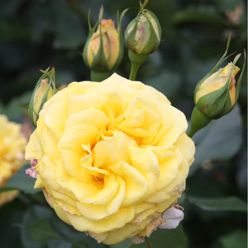 Rožių sodinukai internetu  -  Rugelda (Korruge)