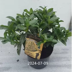 Japoninė skimija - Skimmia japonica ILLUSION