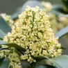 Japoninė skimija - Skimmia japonica ILLUSION