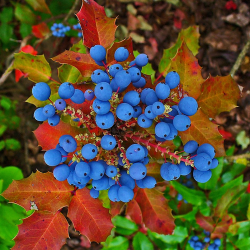 Dyglialapė mahonija - Mahonia aquifolium