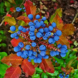 Mahonia aquifolium