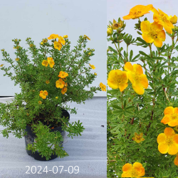 Potentilla fruticosa BELLA SOL