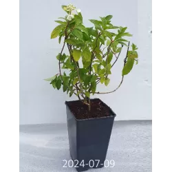 Šluotelinė hortenzija - Hydrangea paniculata PINK LADY