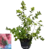Šluotelinė hortenzija - Hydrangea paniculata DIAMANT ROUGE