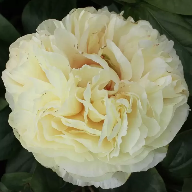 Paeonia BLONDE VISION