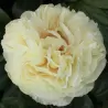 Paeonia BLONDE VISION