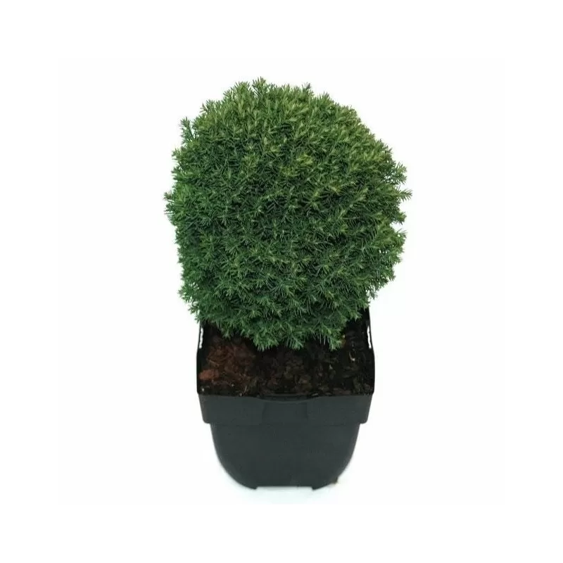 Vakarinė tuja - Thuja occidentalis TEDDY