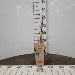 E-medelynas internete: vaismedžiai ir vaiskrūmiai