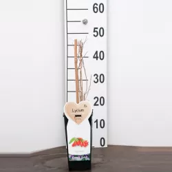 E-medelynas internete: vaismedžiai ir vaiskrūmiai