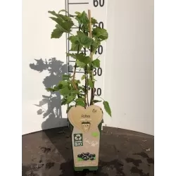 Juodieji serbentai - Ribes nigrum TITANIA