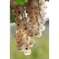 Baltieji serbentai - Ribes sativum WERDAVIA