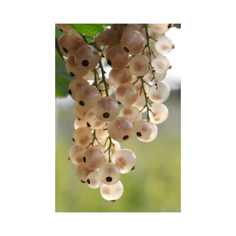 Baltieji serbentai - Ribes sativum WERDAVIA Baltieji serbentai - Ribes sativum WERDAVIA
