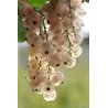 Ribes sativum WERDAVIA