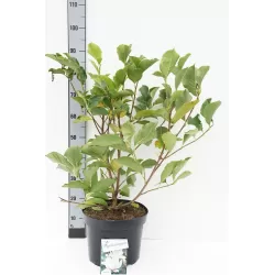 Garden plants/Trees/Flowers/ web-shop