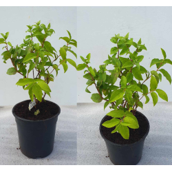 Radastas (šiurkščioji deucija) - Deutzia scabra PRIDE OF ROCHESTER