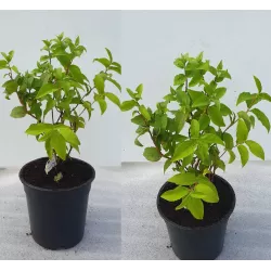 Radastas (šiurkščioji deucija) - Deutzia scabra PRIDE OF ROCHESTER