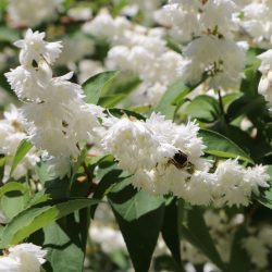 Radastas (šiurkščioji deucija) - Deutzia scabra PRIDE OF ROCHESTER
