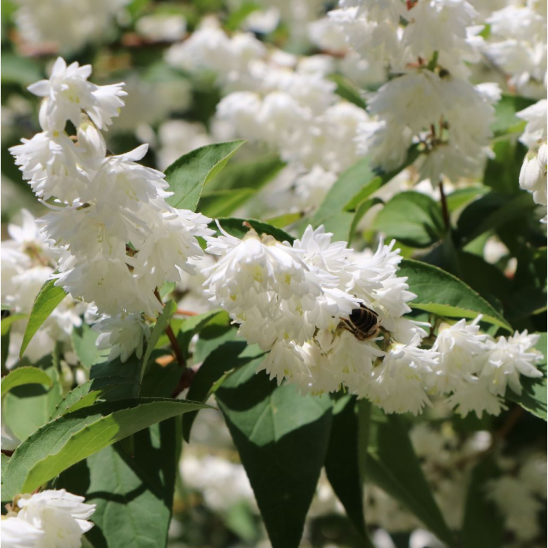 Radastas (šiurkščioji deucija) - Deutzia scabra PRIDE OF ROCHESTER