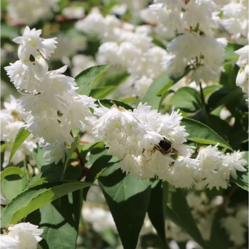 Radastas (šiurkščioji deucija) - Deutzia scabra PRIDE OF ROCHESTER
