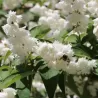 Radastas (šiurkščioji deucija) - Deutzia scabra PRIDE OF ROCHESTER
