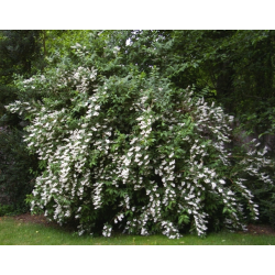 Radastas (šiurkščioji deucija) - Deutzia scabra PRIDE OF ROCHESTER