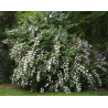 Radastas (šiurkščioji deucija) - Deutzia scabra PRIDE OF ROCHESTER