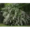 Radastas (šiurkščioji deucija) - Deutzia scabra PRIDE OF ROCHESTER