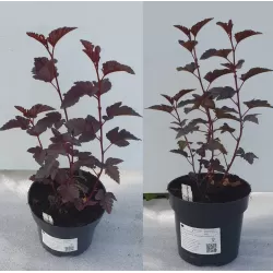 Putinalapis pūslenis - Physocarpus opulifolius PANTHER