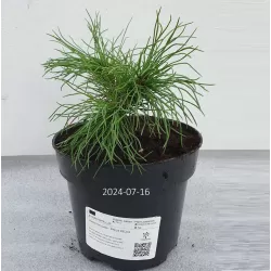 Balkaninė pušis - PINUS PEUCE
