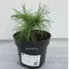 Balkaninė pušis - PINUS PEUCE