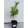 Veimutinė pušis - Pinus strobus