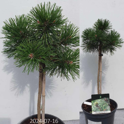 Kalninė pušis - Pinus mugo GREEN PEARL