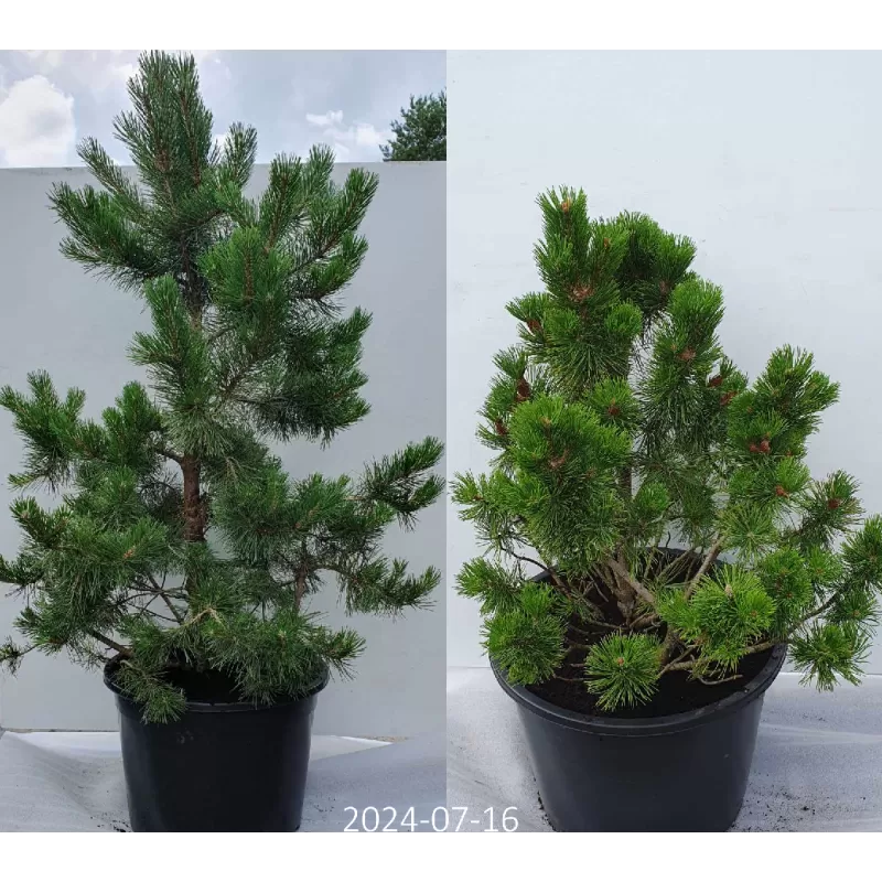 Kalninė pušis - Pinus mugo MUMPITZ