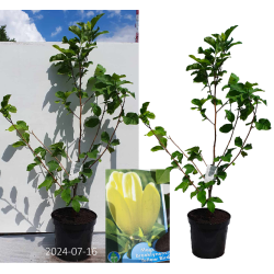 Medžiai ir krūmai internetu su pristatymu į namus visoje Lietuvoje