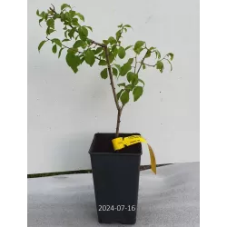 Prunus domestica institia