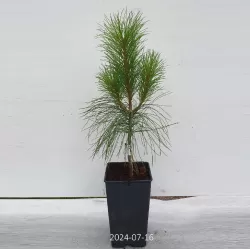 Himalajinė pušis - Pinus wallichiana