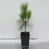 Himalajinė pušis - Pinus wallichiana
