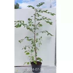 Sakura trees with home delivery